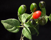 Las semillas del chiltepín fueron empleadas en la investigación.