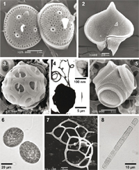 Especies de fitoplancton marino observadas mediante microscopía de luz y electrónica de barrido.