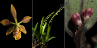 Imágenes de las tres nuevas especies de orquídeas descritas en el estado de Chiapas.