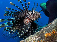 La invasión del pez león se ha extendido a lo largo de la costera de la península de Yuacatán, incluyendo la totalidad de los arrecifes de coral de Mesoamérica y se ha registrado en todo el  Caribe hasta Venezuela.