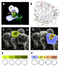 Órganos florales de la Arabidopsis thaliana y factores genéticos involucrados en su diferenciación. Tomada del trabajo de Elena Álvarez Buylla y colaboradores publicado en septiembre de 2012 en Physical Review Letters.