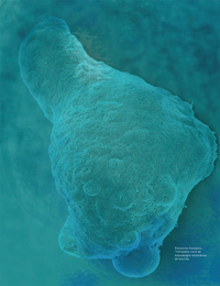 Fotografía tomada del artículo de Adolfo Martínez Palomo publicado en el último número de la revista de la Academia Mexicana de Ciencias.