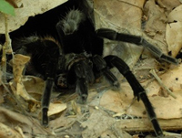 Ejemplar de Brachypelma vagans, del género Brachypelma, llamada también tarántula mexicana de cadera roja.