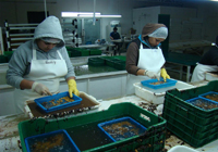 Limpieza de la gónada en la planta procesadora “Buzos y Pescadores del Ejido Coronel Esteban Cantú S.P.R. de R.L., en la península Punta Banda al norte de Ensenada, Baja California.