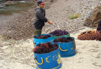 Buceo de erizo rojo y morado en el polígono 2, de exclusividad marina. Puerto Los Arbolitos, Baja California.