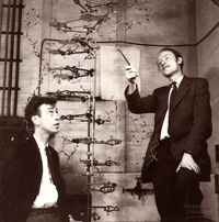 En el logro que transformó a la Biología, fueron claves los estudios cristalográficos realizados por Rosalind Franklin. En la imagen, los científicos galardonados con el Premio Nobel en 1962.