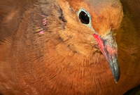 La paloma de Socorro desapareció en estado silvestre entre 1972 y 1978, ahora un grupo de investigadores trabaja en un proyecto para reintroducir a esta ave en su isla de origen en Revillagigedo, México.