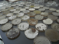 Colección de bacterias aisladas del medio ambiente para buscar antibióticos y anticancerígenos.