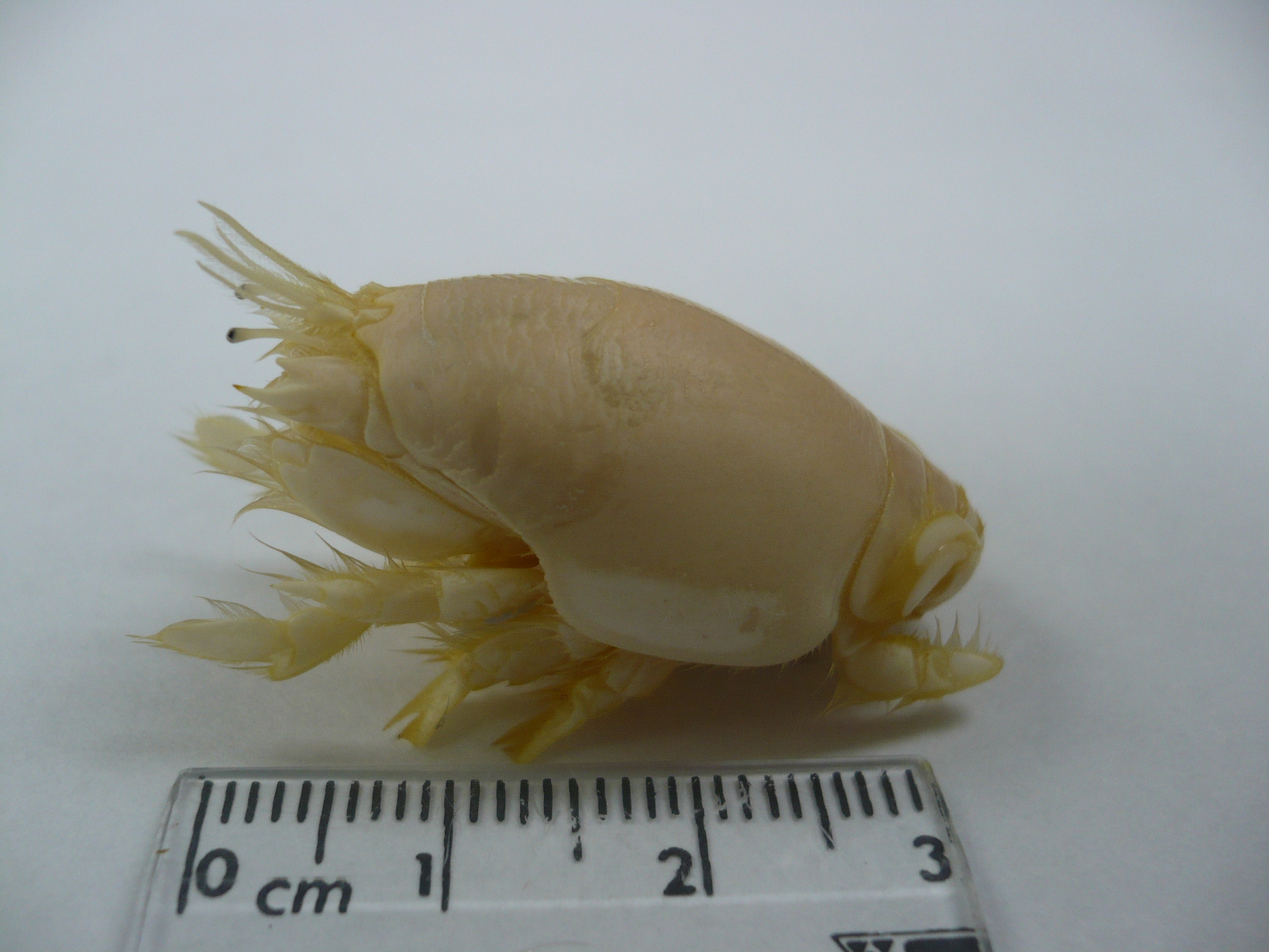 Emerita talpoida, un crustáceo cuyas poblaciones se ha observado que han ido disminuyendo en los últimos años en las playas arenosas de México.