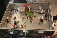 La planta Arabidopsis thaliana en el espectrómetro de terahertz mientras es medida.