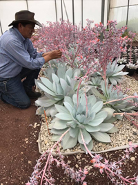 Jerónimo Reyes Santiago recorriendo uno de los invernaderos en los que se cultivan las Echeverias.