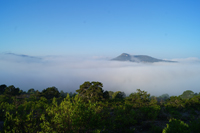 México es el país con la mayor diversidad de especies de encino en el mundo con alrededor de 160 especies, de las cuales 109 son endémicas de nuestro país. En la imagen: bosque de encinos semi-seco durante el invierno, sitio de estudio del doctor Ernesto Badano, investigador del IPICyT.