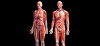El cuerpo humano es un sistema complejo que para comprender su funcionamiento requiere de estudios integrales.