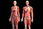 El cuerpo humano es un sistema complejo que para comprender su funcionamiento requiere de estudios integrales.