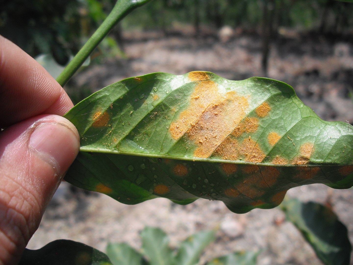 Efectos de la roya, Hemileia vastatrix, sobre las hojas del cafeto.