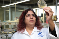 La doctora Guadalupe Nevárez en los laboratorios de la Universidad Autónoma de Chihuahua (UACH). En la imagen observa las cajas de petri donde se encuentran cepas de alguno de los tipos de Lactobacillus con los trabaja en su investigación sobre el queso Chihuahua.