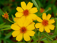 
En la imagen: Planta pericón (Tagetes lucida Cav), que formó parte junto con la de cempasúchitl (Tagetes erecta L), de un estudio encabezado por la investigadora María Eva González Trujano, del Instituto Nacional de Psiquiatría “Ramón de la Fuente”, para corroborar su efecto como ansiolítico y sedante-hipnótico.