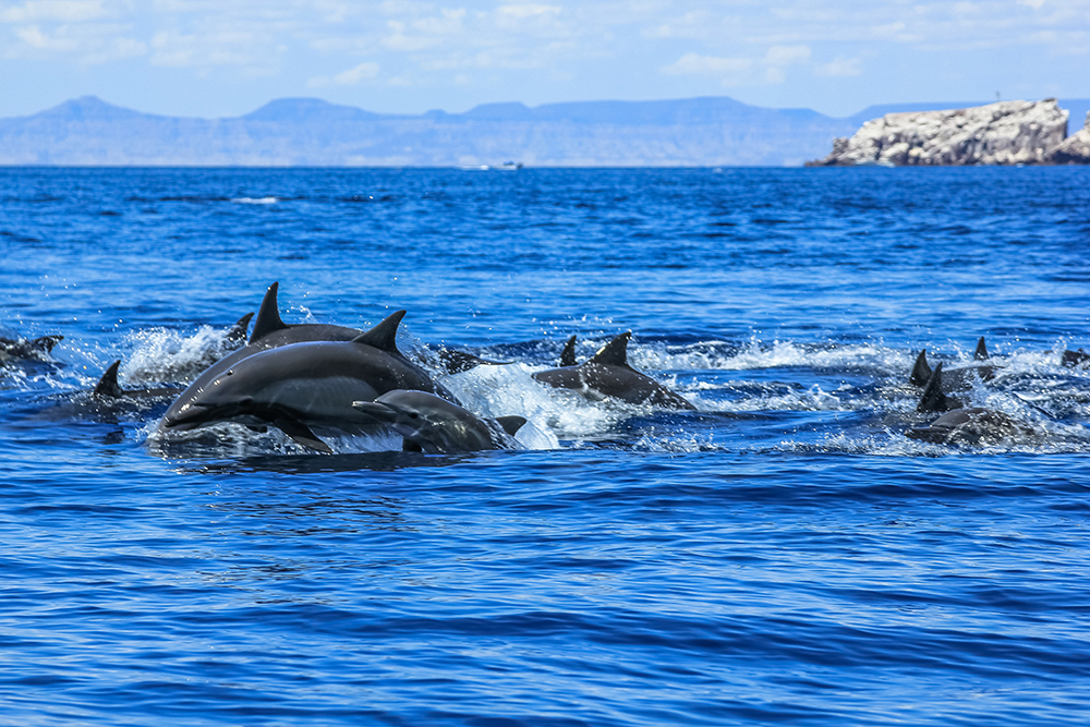 En México se encuentra el 53% de la diversidad mundial de delfines, por lo que la conservación de sus poblaciones es esencial ante muchas amenazas naturales y antropogénicas.