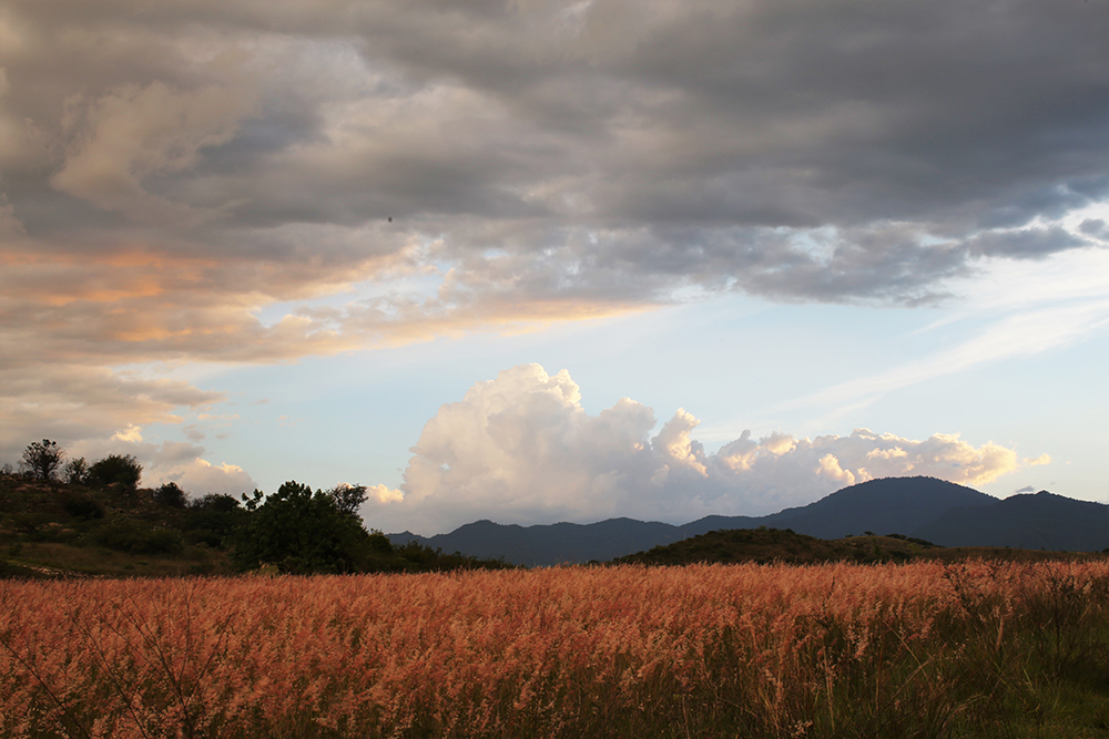 El pasto rosa, Melinis repens,  es una planta exótica invasora que está en toda la Reserva de la Biosfera Sierra Gorda.