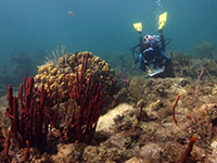 El reciente Reporte del estado de salud del Sistema Arrecifal Mesoamericano muestra  la evolución de la salud y la conservación de los arrecifes durante diez años, para lo cual se evaluaron cuatro indicadores clave en 319 sitios.