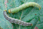 Imagen de gusano terciopelo (Anticarsia gemmatalis), la principal plaga de la soya en México, ha sido combatido en el sur de Tamaulipas con un baculovirus importado de Brasil en 1997.