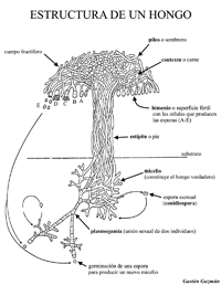 Esquema descriptivo de la estructura y forma de un Basidiomycete, uno de los grupos más diversos de hongos