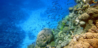 Entre los servicios ambientales que proveen los arrecifes coralinos del Parque Nacional Cabo Pulmo, en Baja California Sur, están el secuestro de carbono de la atmósfera, la exportación del peso vivo de organismos marinos y el turismo