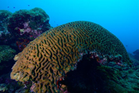 Corales escleractineos de la clase Anthozoa que se caracterizan por tener un esqueleto duro.
