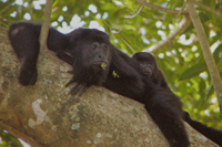 Mono aullador negro hembra con su cría. Foto de Ariadna Rangel Negrín en La conservación de los primates en México (2011).