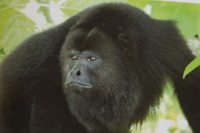 Mono aullador negro macho. Foto de Ariadna Rangel Negrín en La conservación de los primates en México (2011).