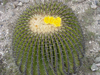 Echinocactus playacanthus, especie perteneciente a la familia de las Cactáceas.