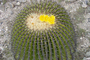 Echinocactus playacanthus, especie perteneciente a la familia de las Cactáceas.