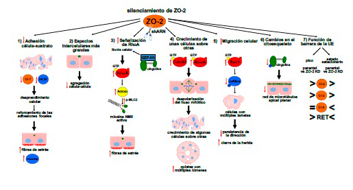 Ilustración esquemática de los cambios que produce la ausencia de ZO-2 en las células epiteliales, tal es el caso de la arquitectura celular y el sellado de la unión estrecha.