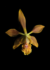 Imagen de orquídea Encyclia dresslerii, una nueva especie de Encyclia (Orchidaceae: Epidendreae: Laeliinae), de Chiapas, México