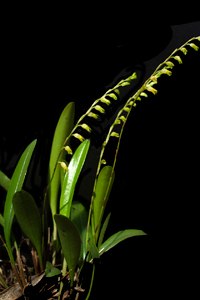 Imagen de la orquídea Stelis mirandi,una nueva especie de Stelis Swartz (Orchidaceae: Pleurothallidinae) de Chiapas, México
