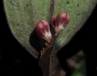 Imagen de la orquídea Trichosalpinx diazzi, una nueva especie del género Trichosalpinx Luer, recolectada en el municipio de Huixtán, Chiapas, México
