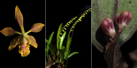 Imágenes de las tres nuevas especies de orquídeas descritas en el estado de Chiapas