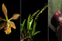 Imágenes de las tres nuevas especies de orquídeas descritas en el estado de Chiapas.