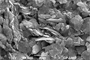 Arcilla de suelo. Fotografía tomada con microscopio electrónico.
