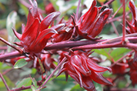 Flor de jamaica, Hibiscus sabdariffa, su nombre científico, tiene efectos antihipertensivos que se conocían desde la medicina tradicional.