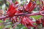 Flor de jamaica, Hibiscus sabdariffa, su nombre científico, tiene efectos antihipertensivos que se conocían desde la medicina tradicional.