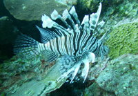 La llegada del pez león (Pterois volitans) a México en el año 2009 es uno de los factores que provocaron un cambio en el estado de salud del ecosistema arrecifal de la costa sur de Quintana Roo.