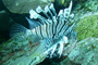 La llegada del pez león (Pterois volitans) a México en el año 2009 es uno de los factores que provocaron un cambio en el estado de salud del ecosistema arrecifal de la costa sur de Quintana Roo.