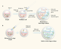 Infografía de células embrionarias editadas con la técnica de CRISPR-Cas9.