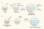 Infografía de células embrionarias editadas con la técnica de CRISPR-Cas9.