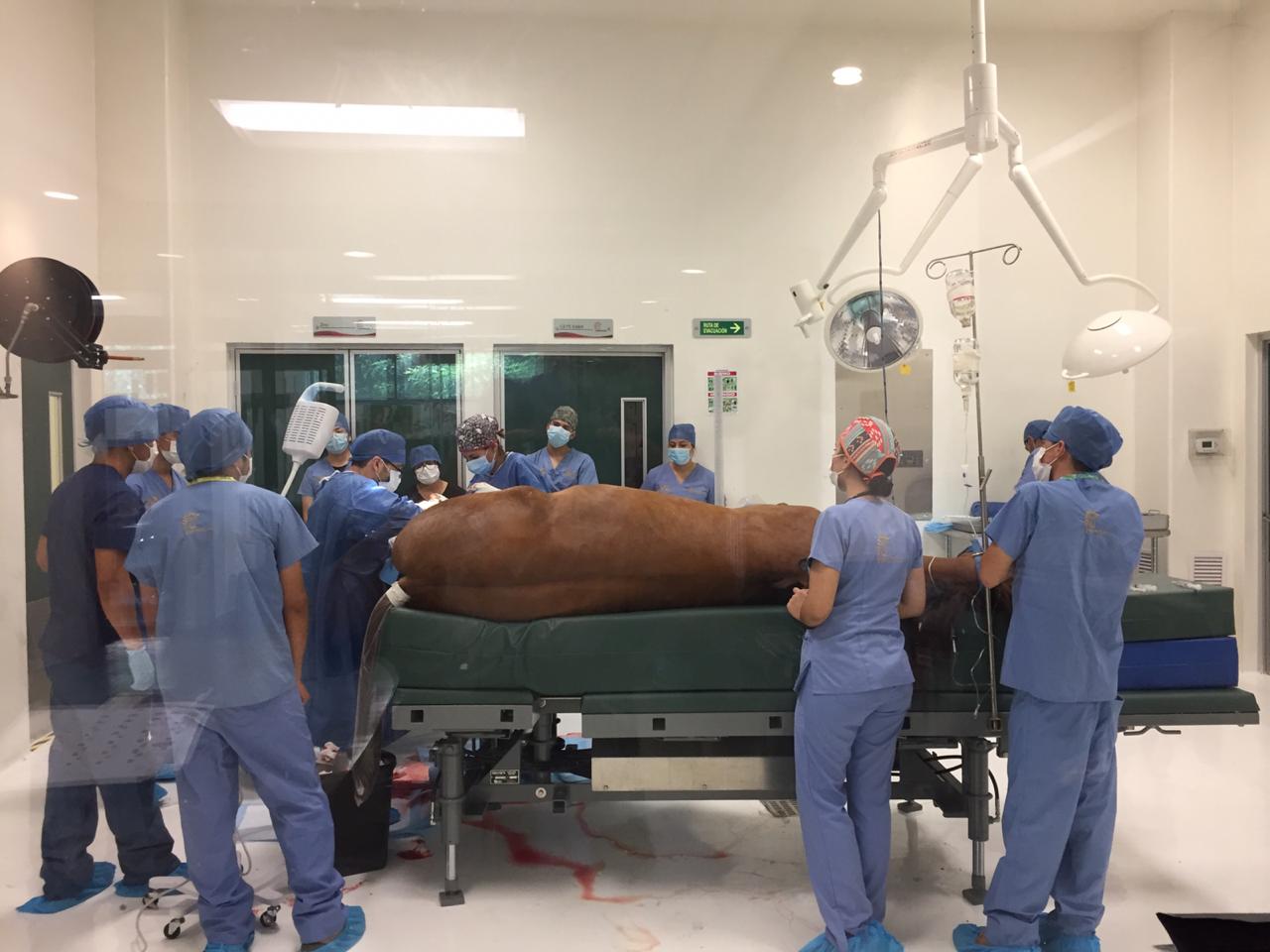 Corrección quirúrgica de una bursitis en la articulación del tarso de un caballo.