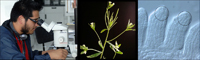 Con un microscopio (imagen 1) se realizan disecciones de las flores de la planta Arabidopsis thaliana (imagen 2) para extraer los óvulos que contienen las células que darán origen al gameto femenino (encerradas en círculos en la micrografía de la izquierda (imagen 3).