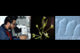 Con un microscopio (imagen 1) se realizan disecciones de las flores de la planta Arabidopsis thaliana (imagen 2) para extraer los óvulos que contienen las células que darán origen al gameto femenino (encerradas en círculos en la micrografía de la izquierda (imagen 3).