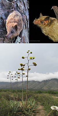 Arriba: Choeronycteris mexicana y Leptonycteris nivales. Los murciélagos polinizan más de 500 especies de plantas de importancia ecológica y económica. En las zonas áridas mexicanas existen plantas que han desarrollado flores con características particulares para atraer murciélagos debido a que son sus polinizadores más eficaces.