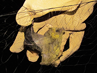 Murciélago polinizador de la especie Leptonycteris nivalis con polen en su cuerpo (manchas amarillas), una de las tres especies de estudio de la doctora Emma Patricia Gómez Ruiz, de la Universidad Autónoma de Nuevo León.